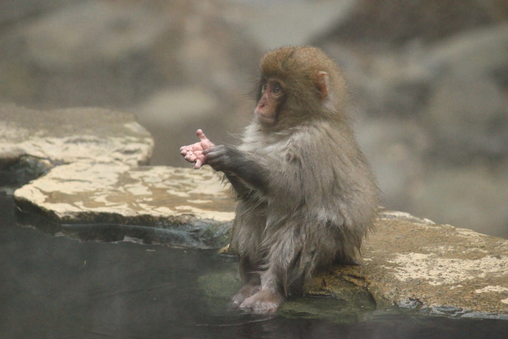 お座りも上手です　　Snow Monkey