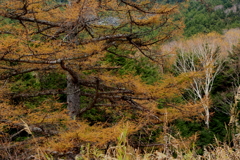 カラマツの黄葉