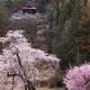 赤和観音のしだれ桜