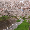 春