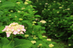 まだ早かった紫陽花の花