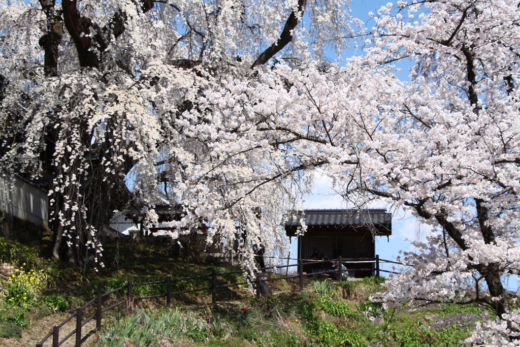 光林寺の枝垂桜