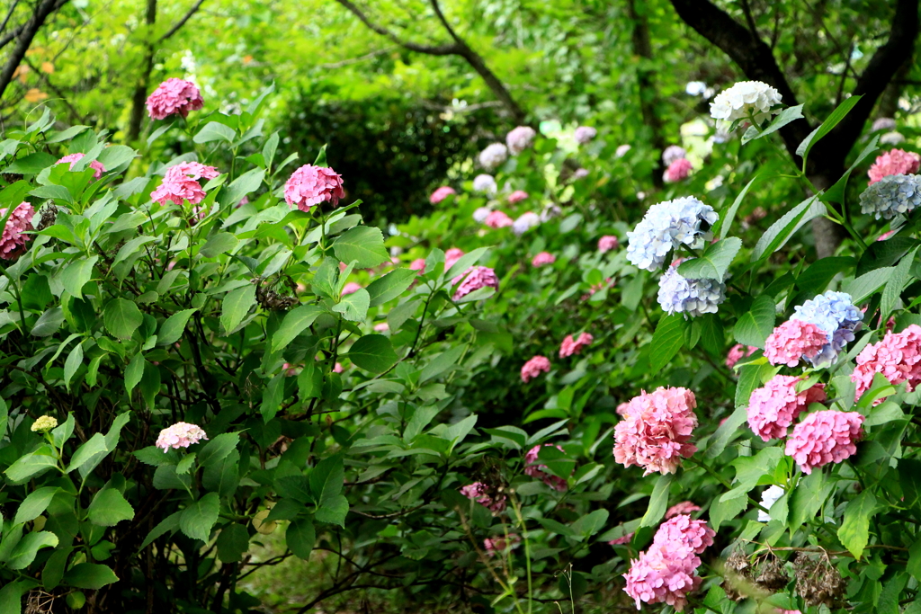 紫陽花