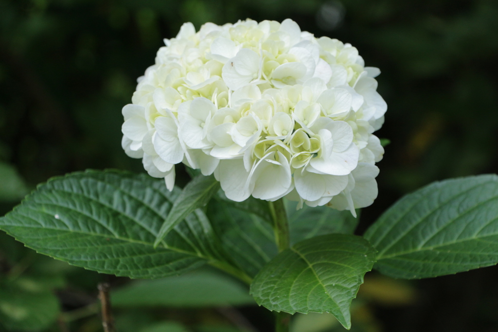 紫陽花