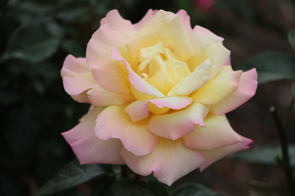 薔薇