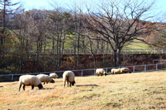 まきば公園