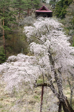 赤和観音のしだれ桜