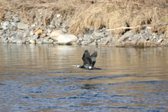 カワウも飛ぶ