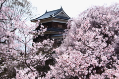 上田城跡公園の春