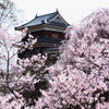 上田城跡公園の春
