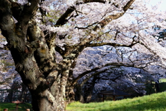アルプス公園の桜