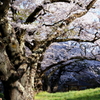 アルプス公園の桜