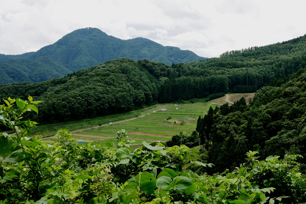 棚田