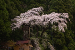 大日方観音のしだれ桜