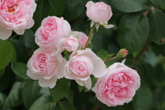 薔薇