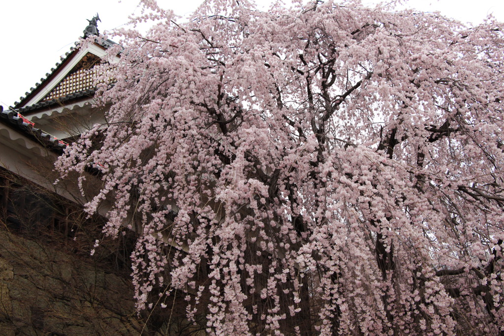 上田城跡公園　櫓門の桜