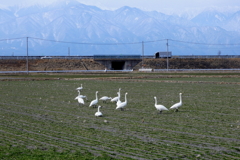 アルプスと白鳥