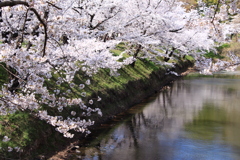 上田城跡公園　お堀の桜