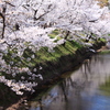 上田城跡公園　お堀の桜