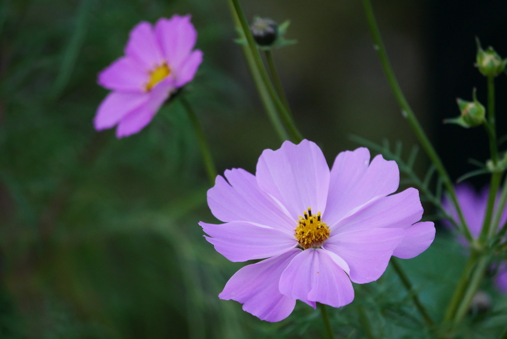 庭の花