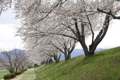 堤防道路下の桜並木