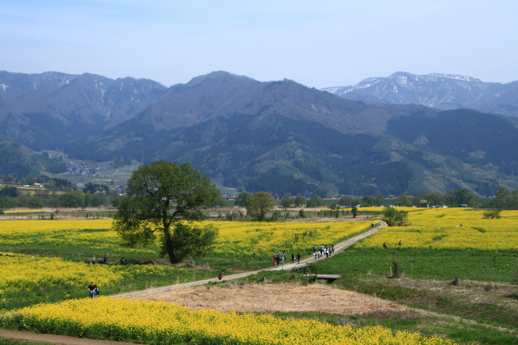 飯山の菜の花畑