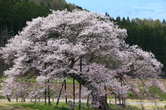 黒部のエドヒガン桜