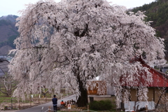 中塩のしだれ桜