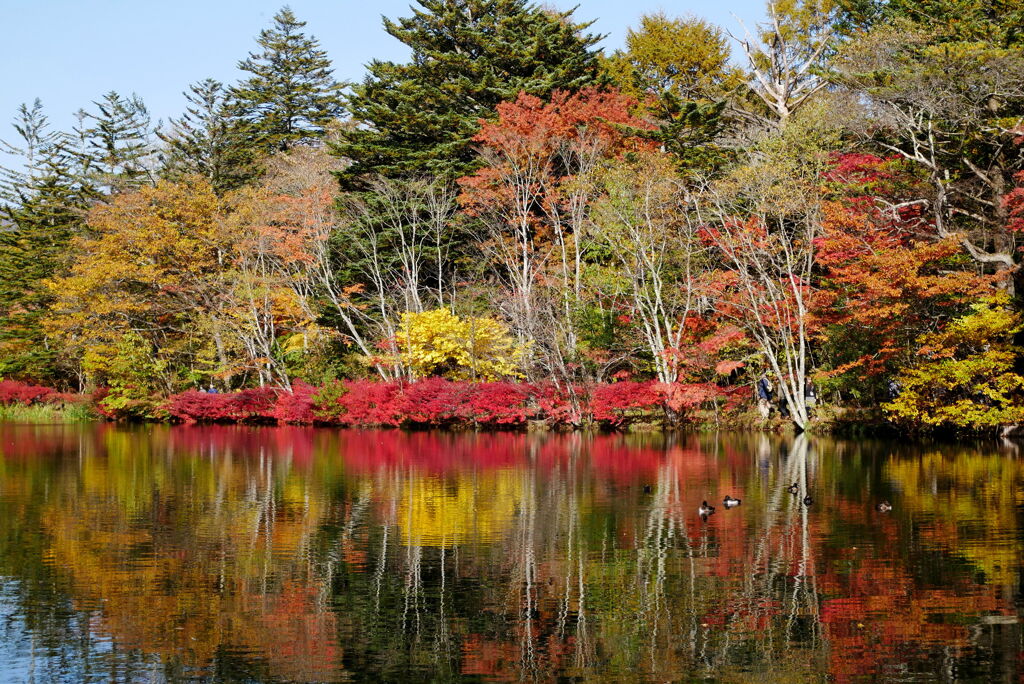 雲場池の紅葉