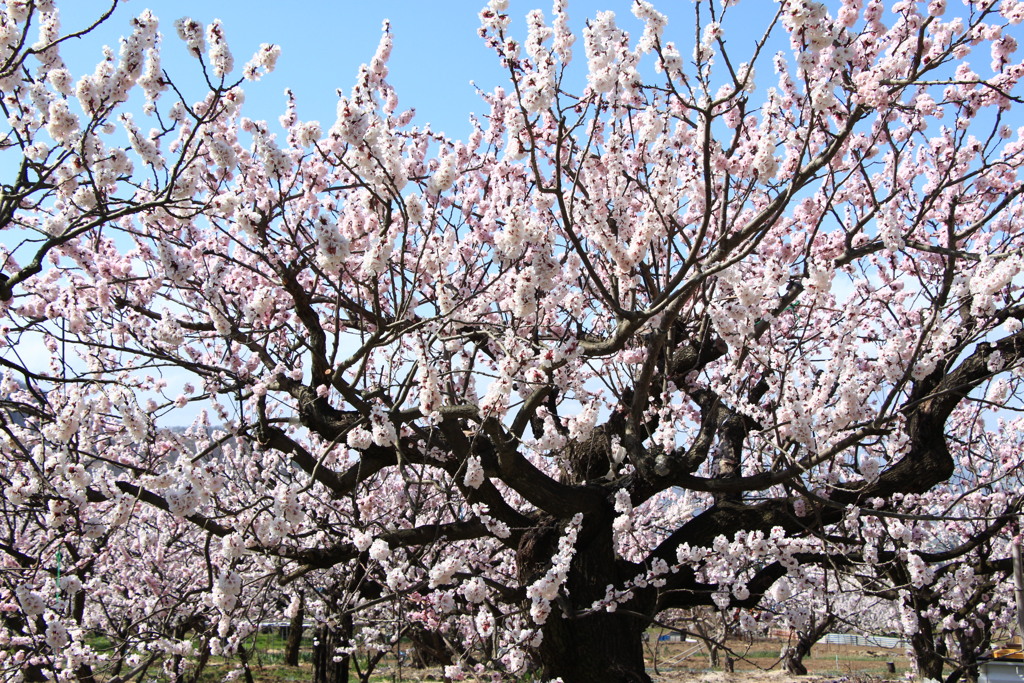 あんずの花