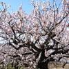 あんずの花