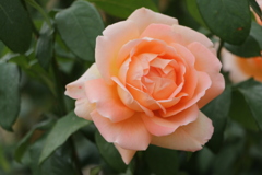 薔薇