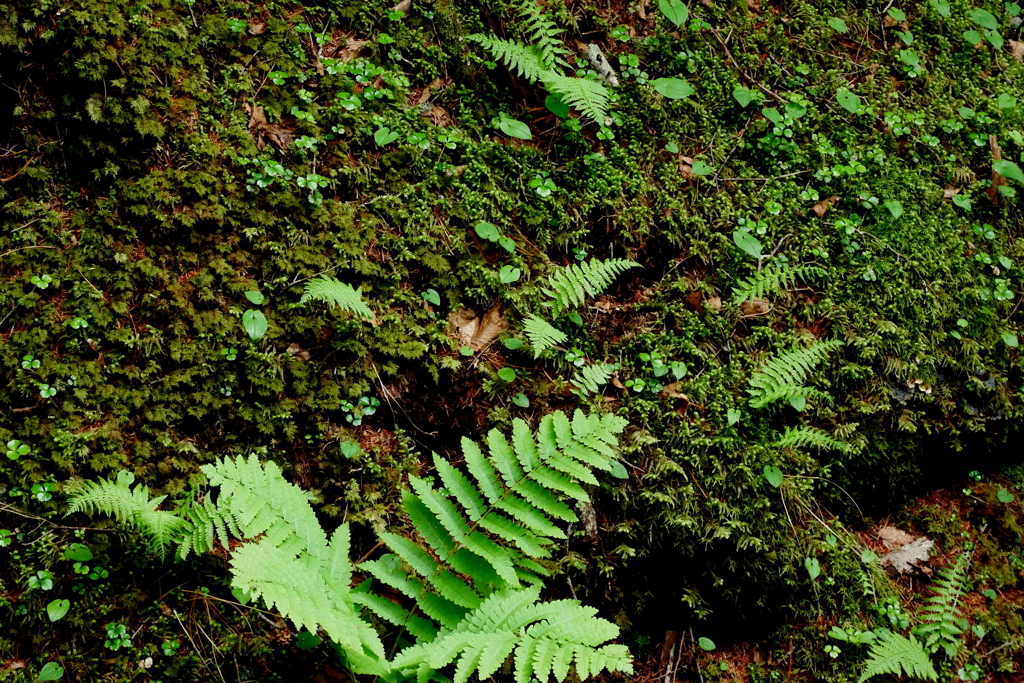 苔も