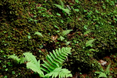 苔も