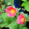 小さな赤い花（撮影：yuko_may19）