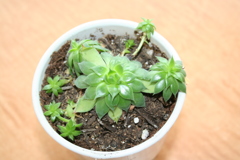 多肉植物ってかわいい（撮影：yuko_may19）