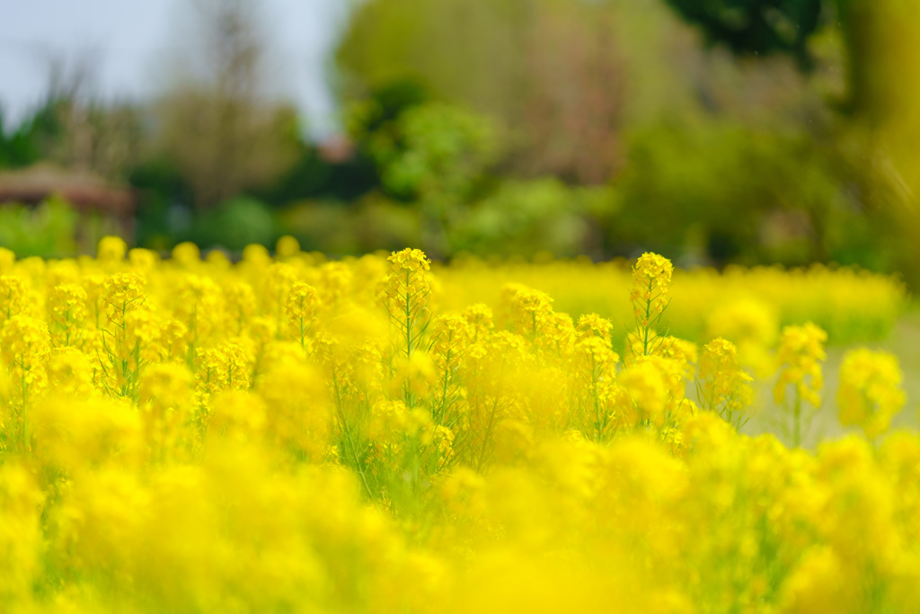 菜の花（DSC08406）