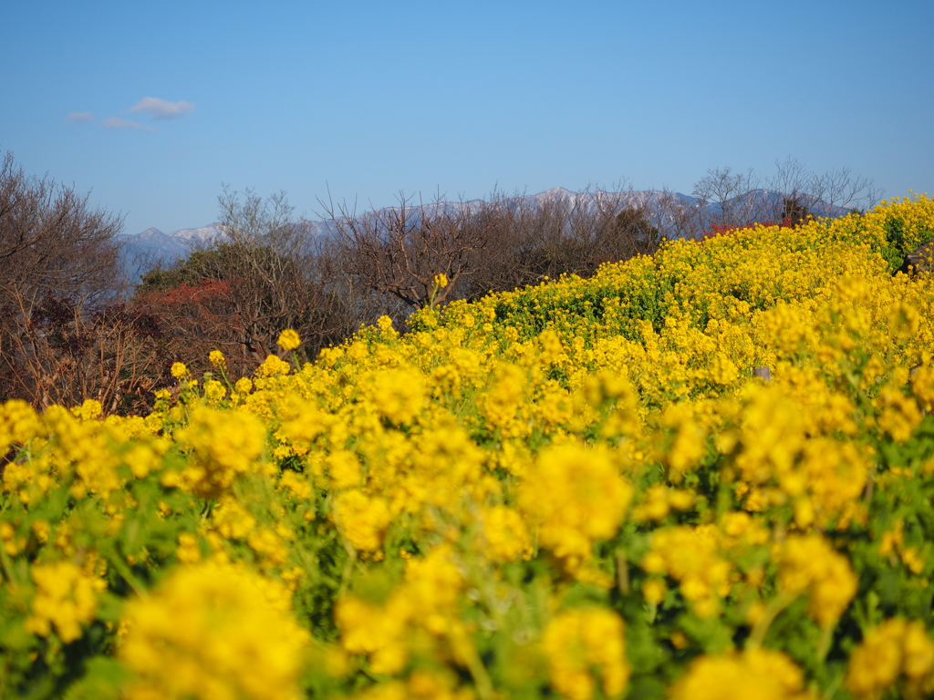 二宮　吾妻山公園菜の花．５