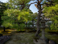京都　二条城（春）⑨