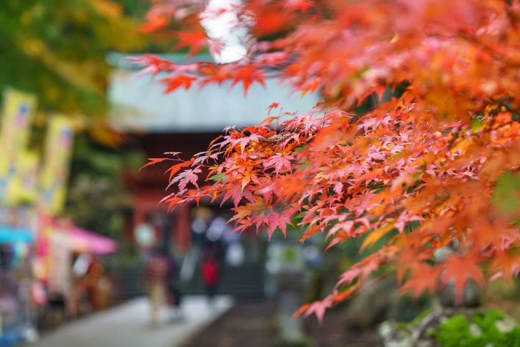 東口本宮冨士浅間神社の紅葉祭_DSC06987