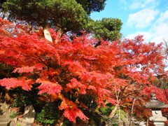 長谷寺の紅葉　１－５