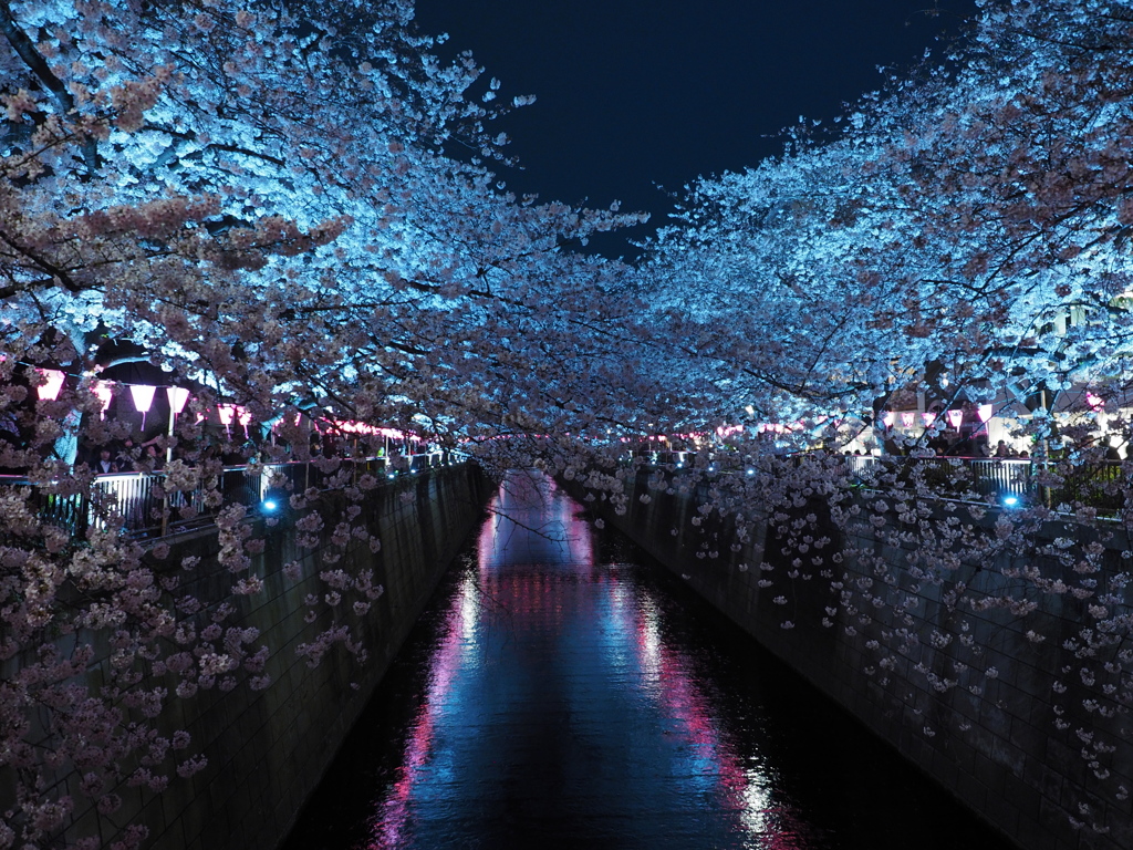 夜桜（中目黒）