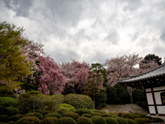 龍安寺　桜