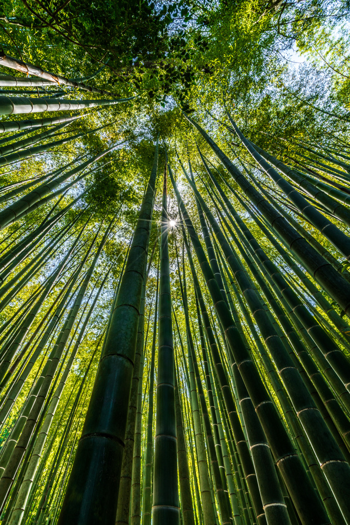 報国寺　竹の庭②