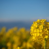 二宮　吾妻山公園菜の花．２