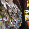 鎌倉 長谷寺 ２－５
