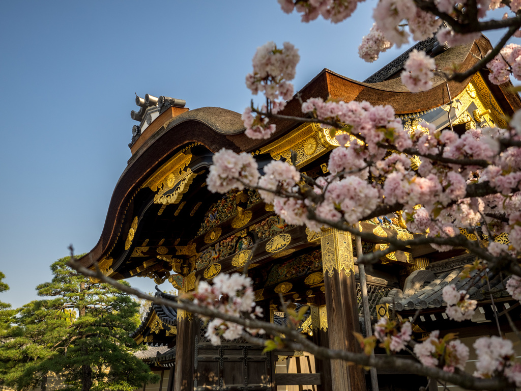 京都　二条城（春）③
