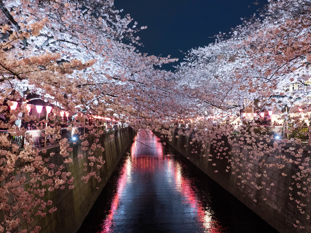 夜桜（中目黒）