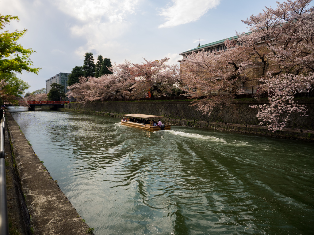 岡崎疏水の桜