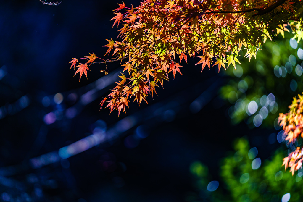 北鎌倉　円覚寺の紅葉_DSC07388